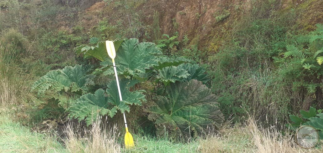 Parcela en Venta con Acceso Directo al Río Chepu y Muelle Propio – Chiloé | 5.600 m2 — foto 13